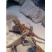 Bearded Dragons 