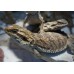 Bearded Dragons 