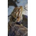 Bearded Dragons 