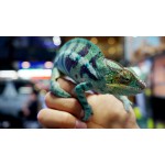Panther Chameleon