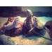 Bearded Dragons 