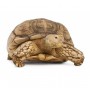 Tortoises