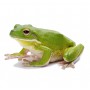 Frogs